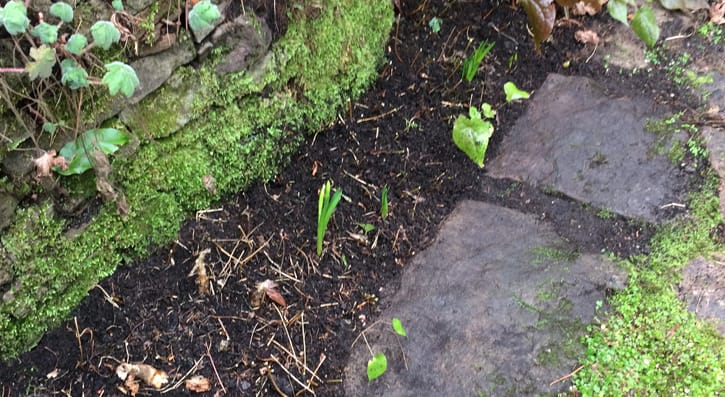 Bulbs beginning to grow.